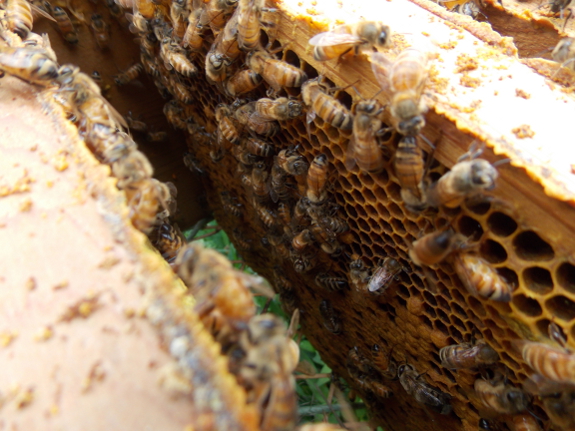 Healthy bee brood