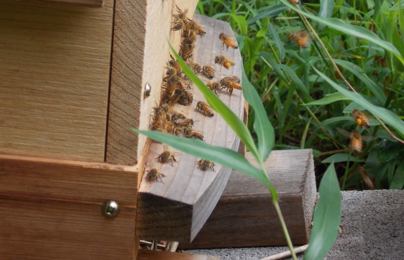 Honeybees carrying pollen