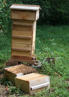 Opening a Warre hive
