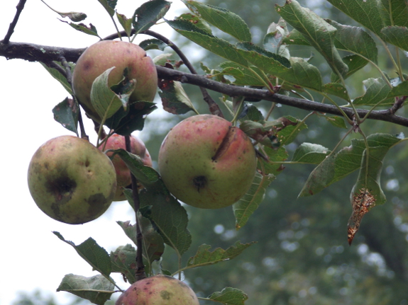 Heirloom apples