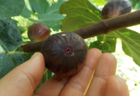 Chicago Hardy fig