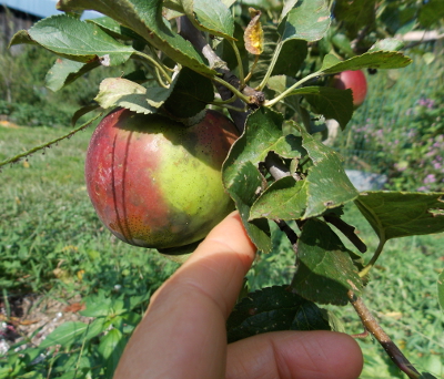 Enterprise apple