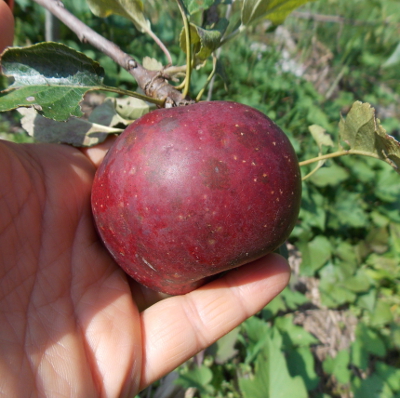 Liberty Apple