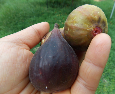 Ripe figs