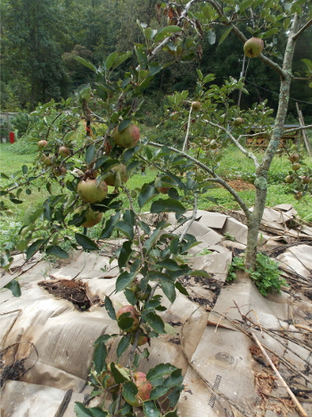 Apple kill mulch
