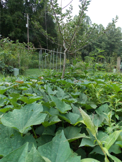 Sweet potato mulch