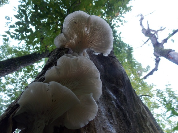 Wild oyster mushrooms