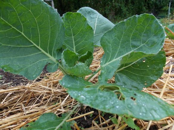 Baby Brussels sprout
plant