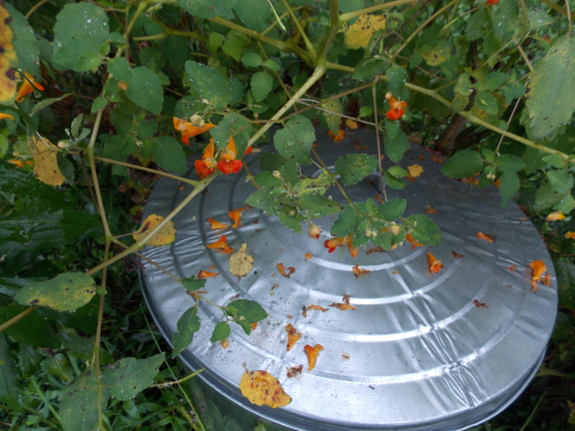 Jewelweed