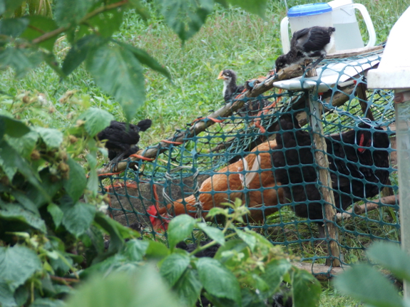 Chicks on a chicken tractor