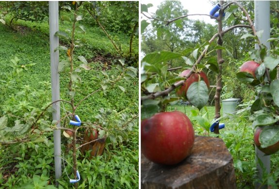 how the new high density apple growing method is working out with photos