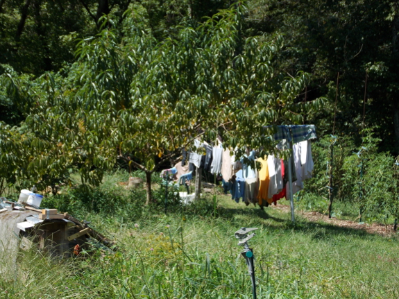 Laundry under the peach tree