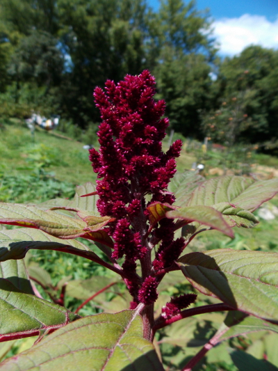 Mayo Indian
amaranth