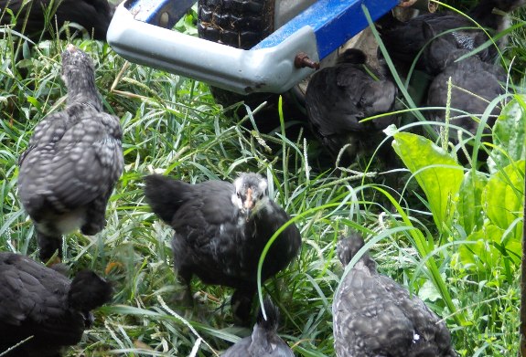 the new chicks exploring past the trailer for first time