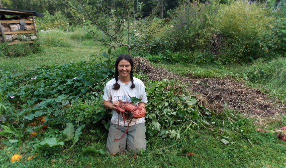 Sweet potato cover crop