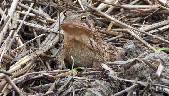 Toad in straw