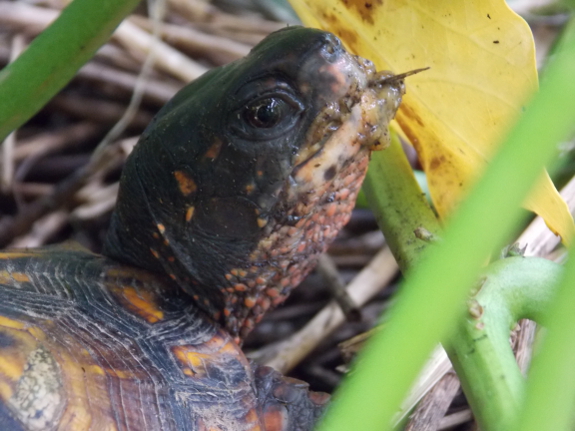 Turtle eating slug