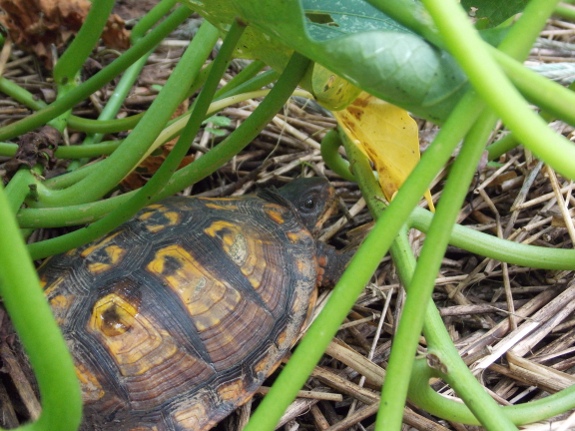 Box turtle in sweet potatoes