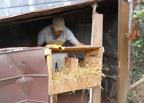 installing new nest box in the old chicken coop