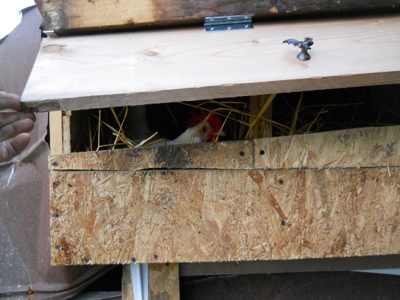 hen peeking out of new nest box with fancy chicken sculpture handle in view