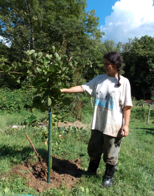 Transplanted blackberry