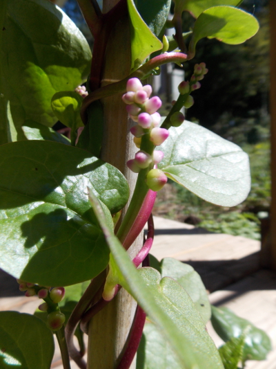 Malabar spinach