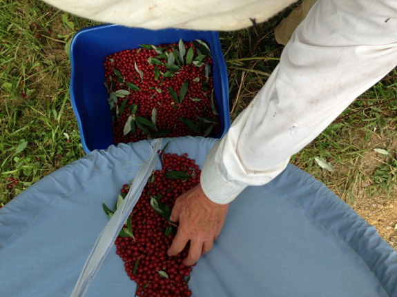 Harvesting autumn
olive berries