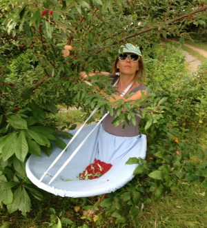 Picking
autumn olive berries