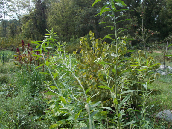 Forest garden