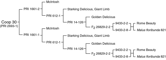 Enterprise pedigree