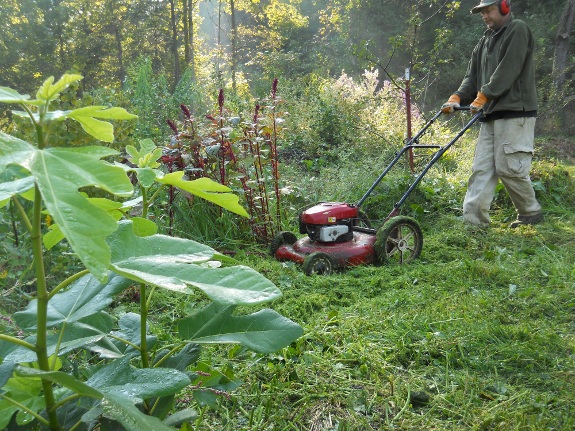 forest garden mowing in the fall of 2013