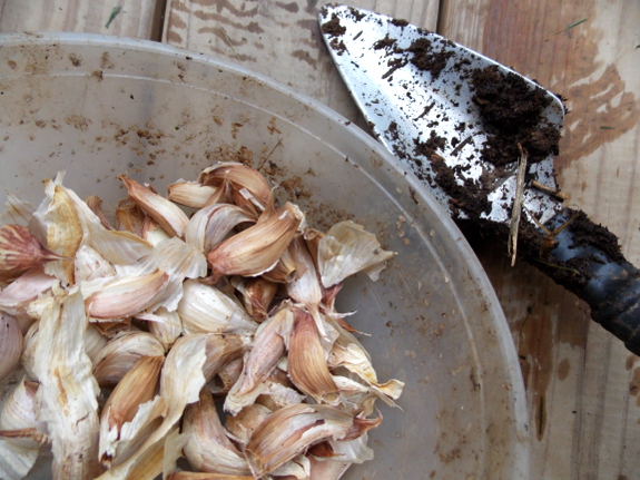 Planting garlic