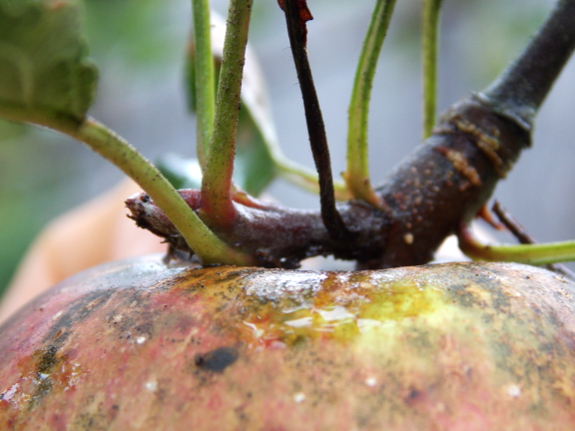 Apple spur flower
bud