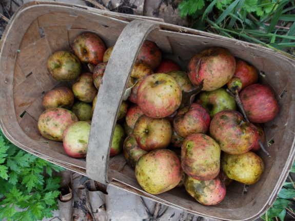 Basket of apples