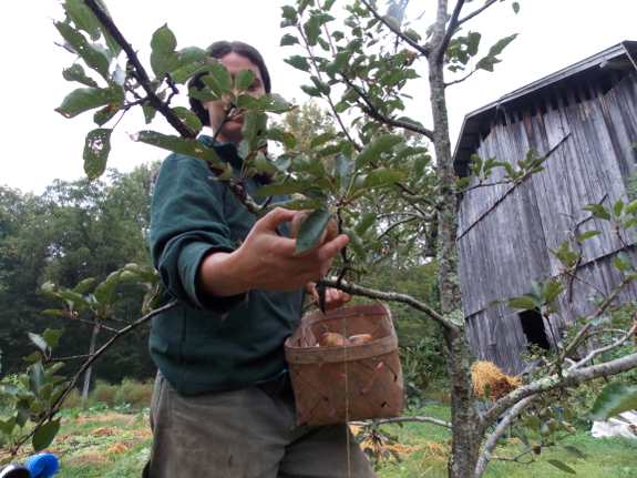 Harvesting an apple