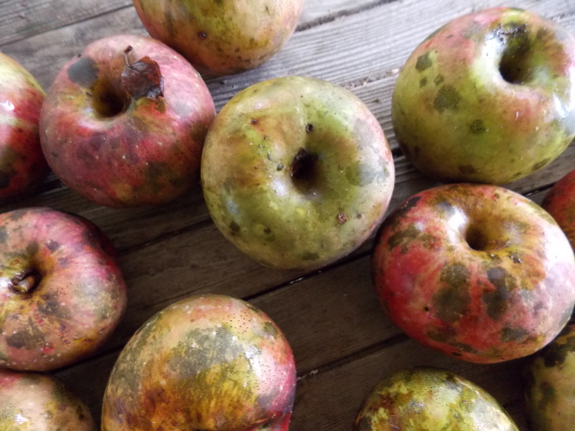 Heirloom apples