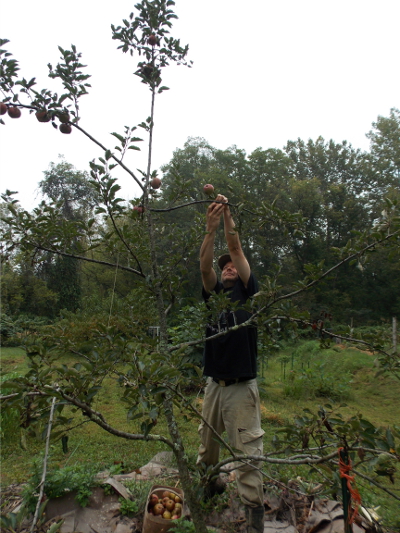 Picking apples