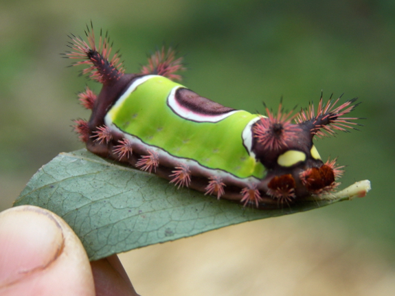 Saddleback caterpillar