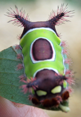 Saddleback caterpillar back