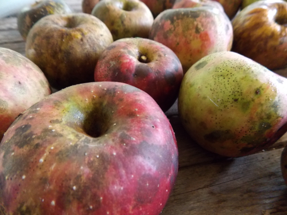 Virginia Beauty
apples