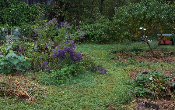 Forest garden