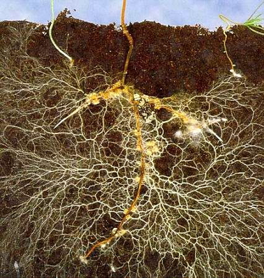 Mycorrhizae