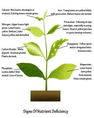 Nutrient deficiency symptoms in plants