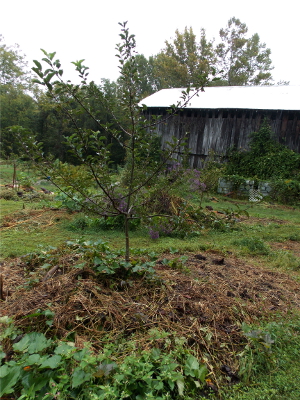 Young apple tree