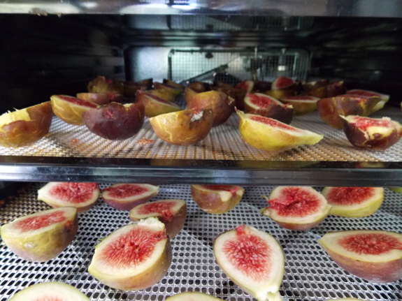 Drying figs