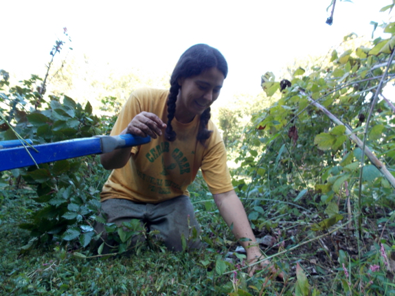 Weeding raspberries