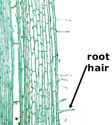 Microscopic root hairs
