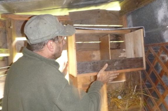 installing new nest box on top of old one