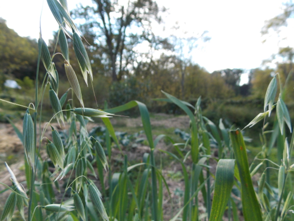 Blooming oats