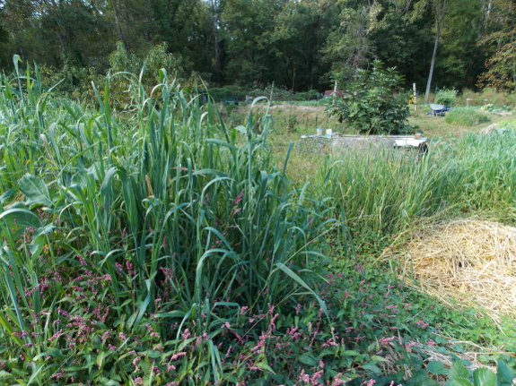 Weedy cover crops